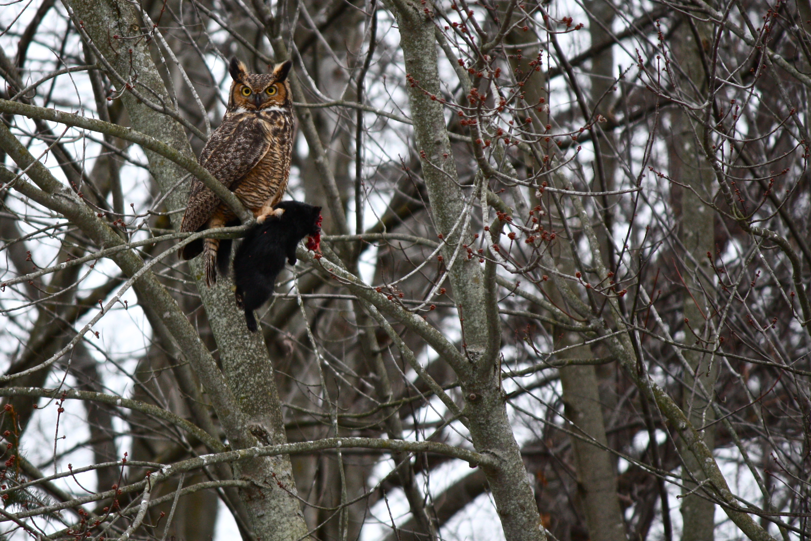 Great Horned Owl | Our Hen House