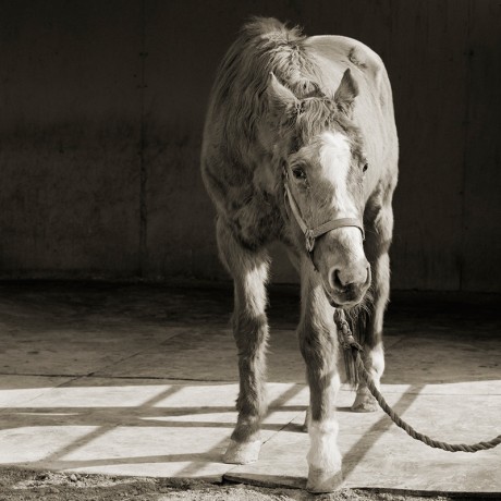 Handsome One, Thoroughbred Horse, Age 33 -- by Isa Leshko 