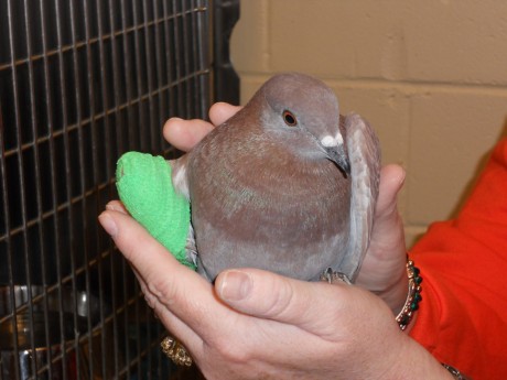 A glorious pigeon -- rescued because of SHARK's efforts.