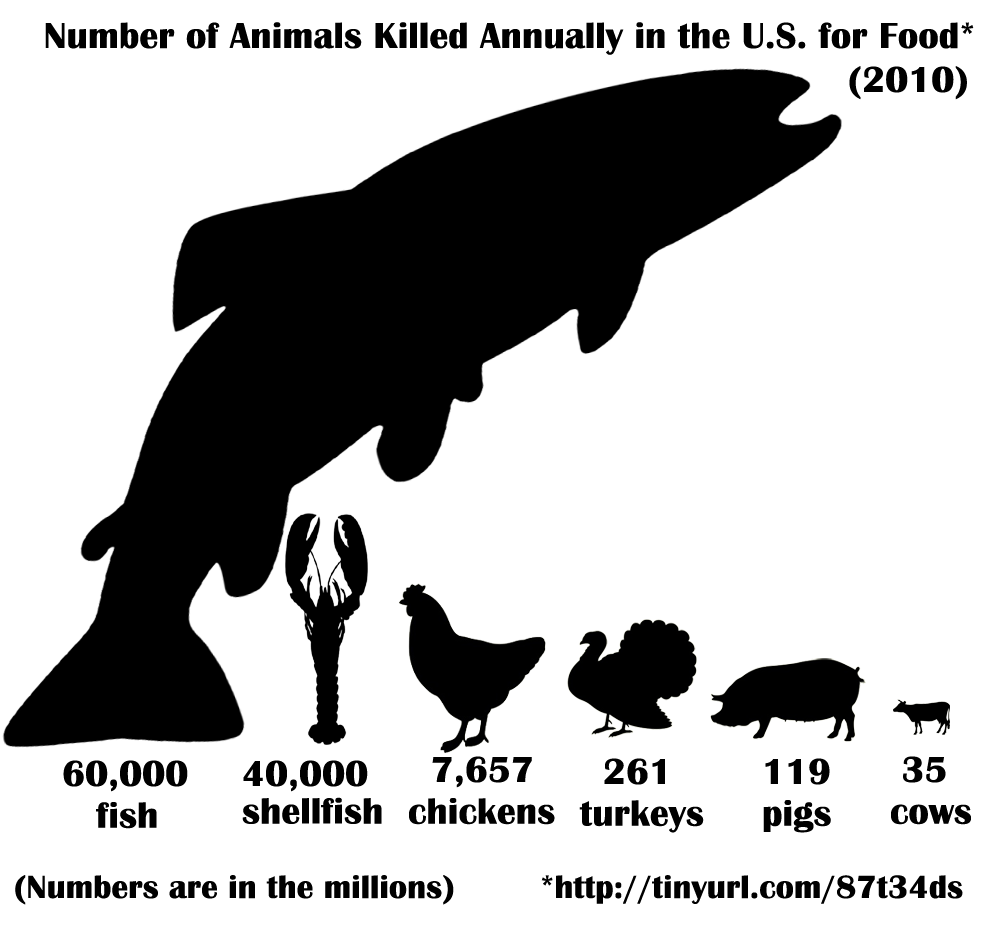 Fish sentience  World Animal Protection