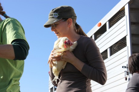 hope-and-rescue-chicken