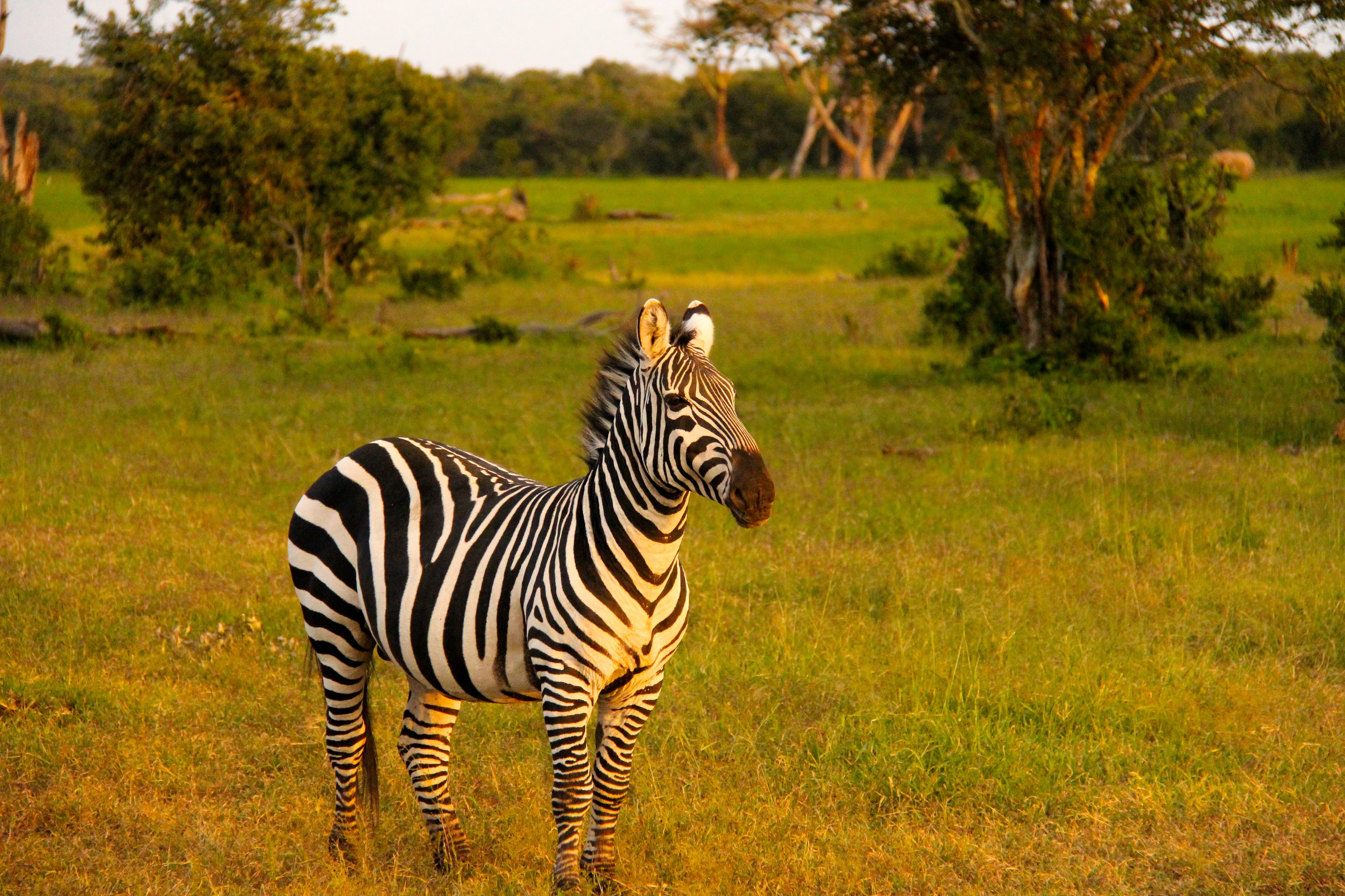 Animal Lawyers Without Borders: Why I Followed My Heart and My Name to
