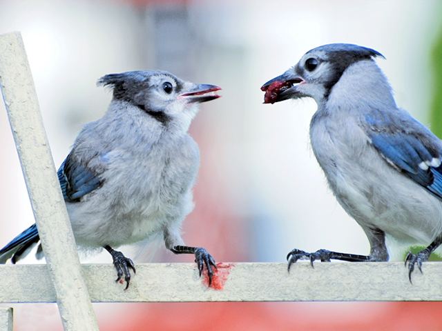 bluejays_berry_saga_weba10